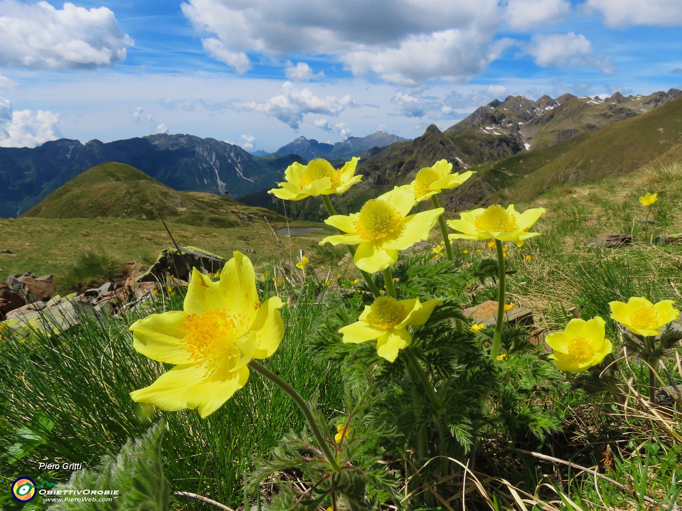 57  Pulsatilla alpina apiifolia - Pulsatilla sulfurea con vista verso l'Avaro e la costiera del Tre Signori .JPG